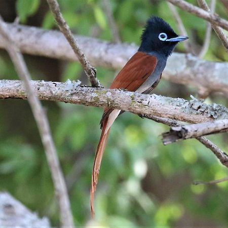 Birds Babble Self Catering Hotel Mbombela Exterior foto