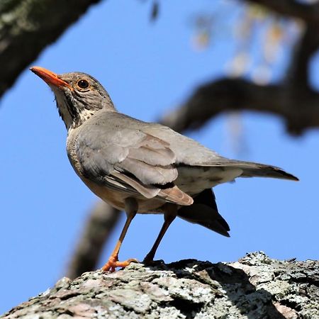 Birds Babble Self Catering Hotel Mbombela Exterior foto