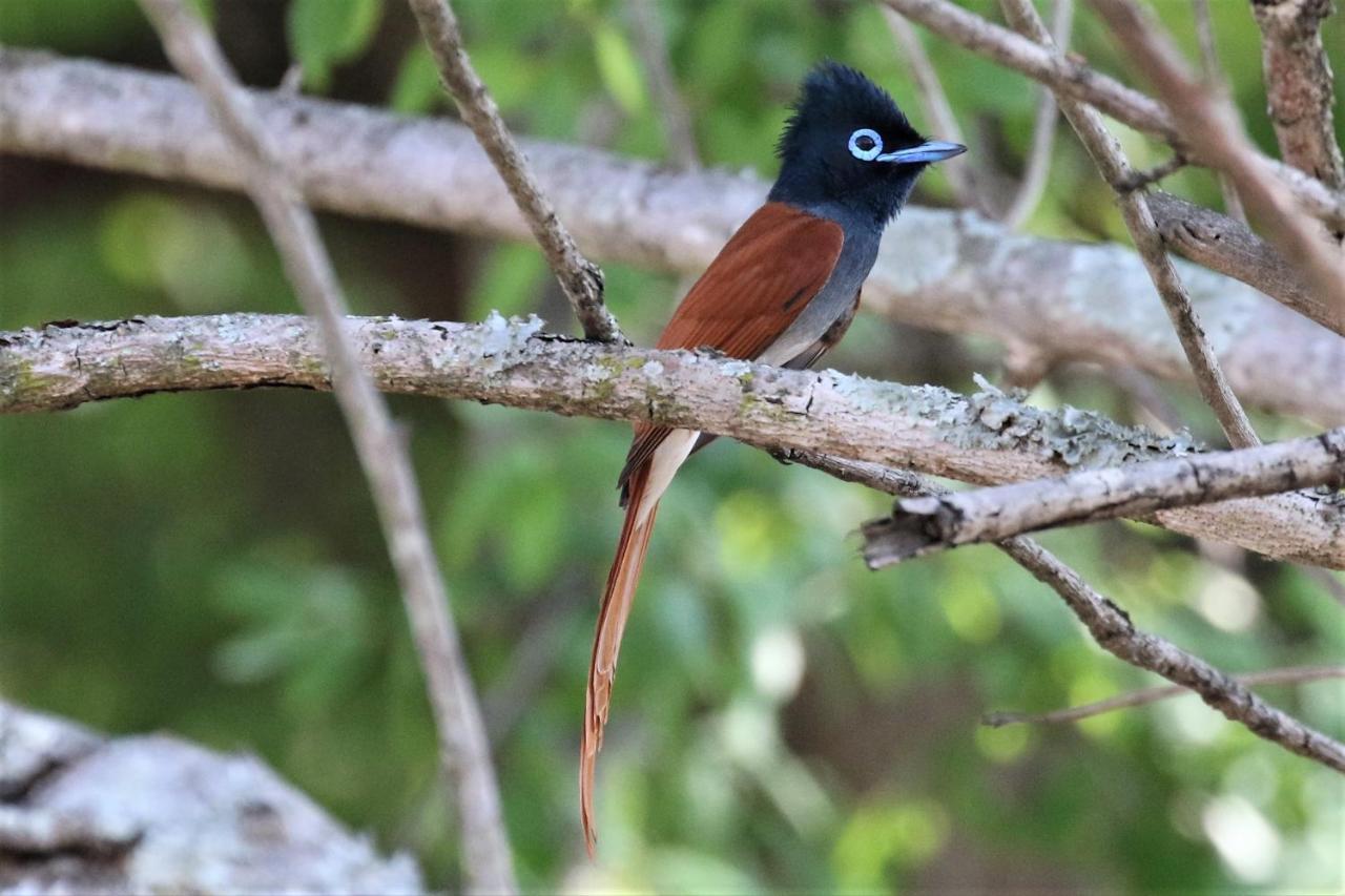 Birds Babble Self Catering Hotel Mbombela Exterior foto